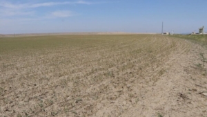 باران کم‌رمق، سرما بی‌موقع؛ کشاورزی آذربایجان‌شرقی در چنبره سالی سخت