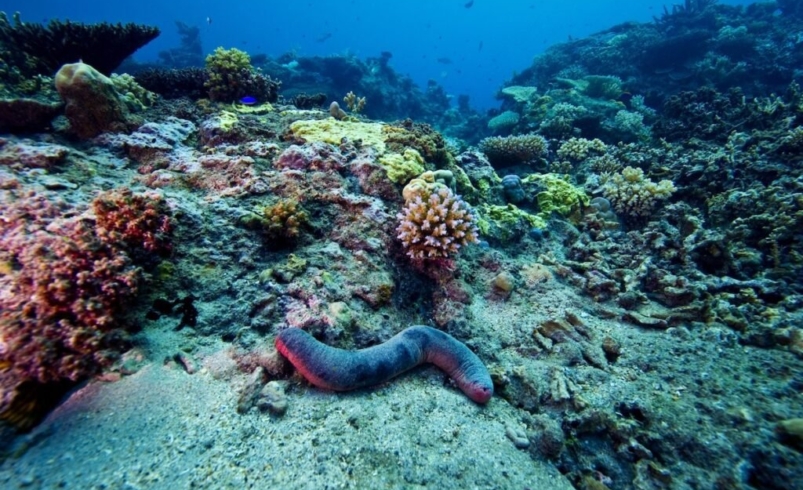 humans still havent seen 99 999 of the deep seafloor 3 1024x681 1