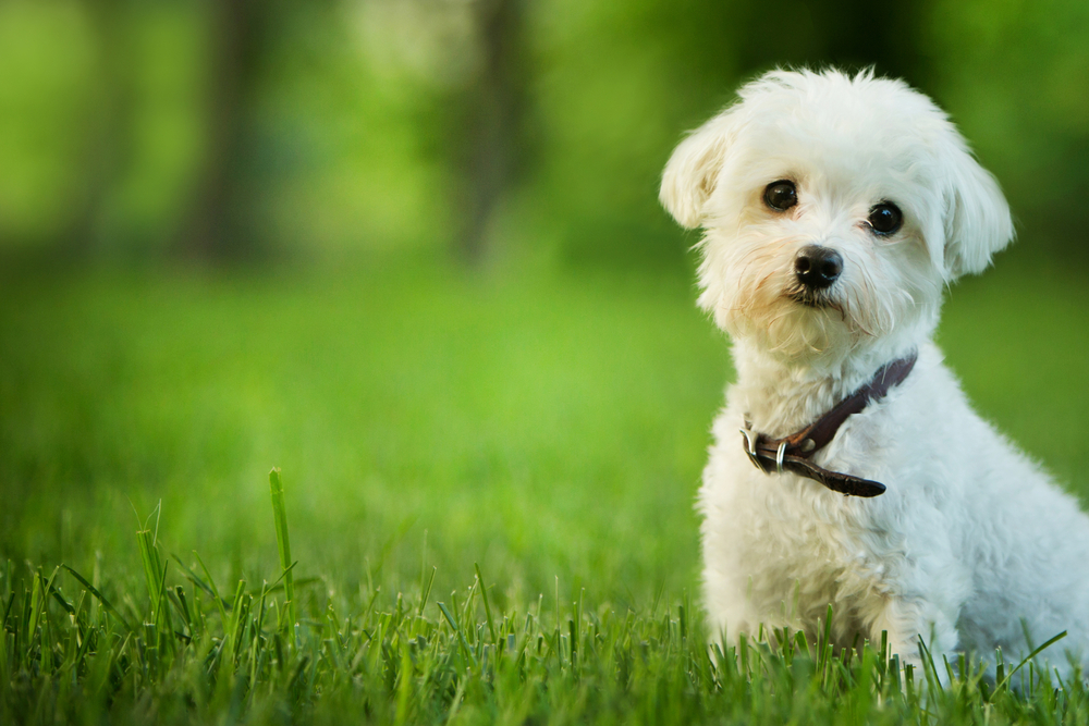 small-dog-breeds عکس پروفایل ویژه عید نوروز