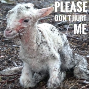 Why Compassion Matters: Confronting the Hidden Psychological Cost of Animal Cruelty