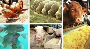 مضرات پروتئین‌های حیوانی برای سلامت انسان: نگاهی علمی و انتقادی
