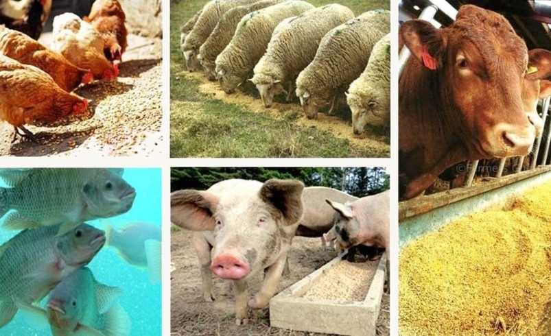 مضرات پروتئین‌های حیوانی برای سلامت انسان: نگاهی علمی و انتقادی