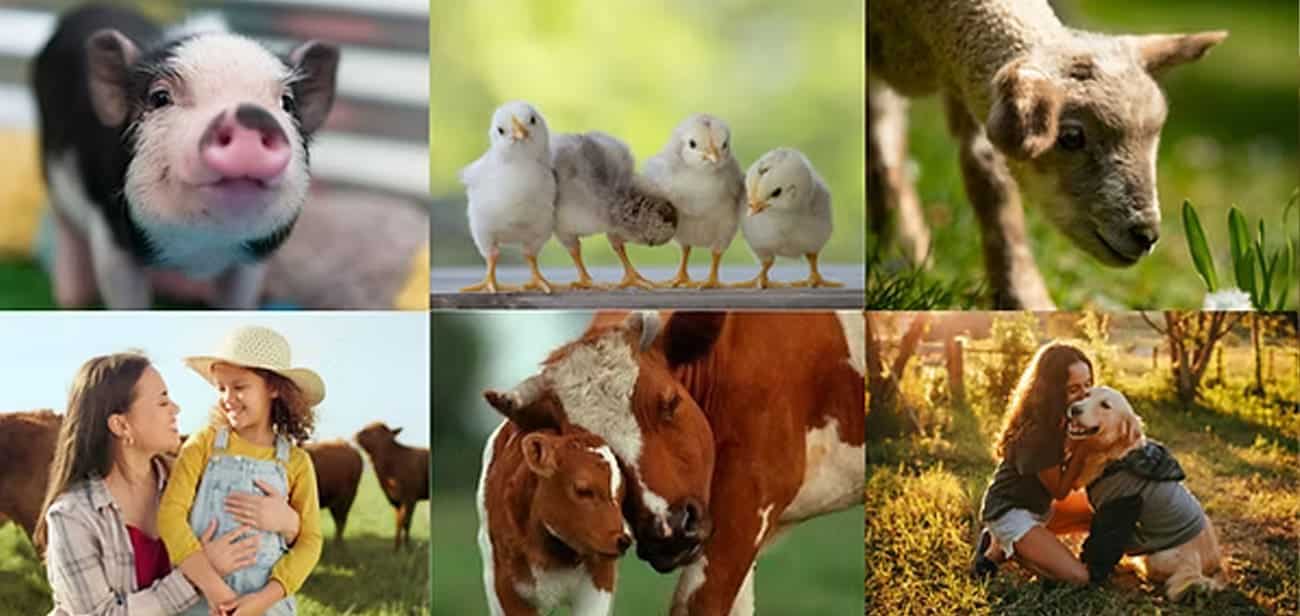 cruelty.farm