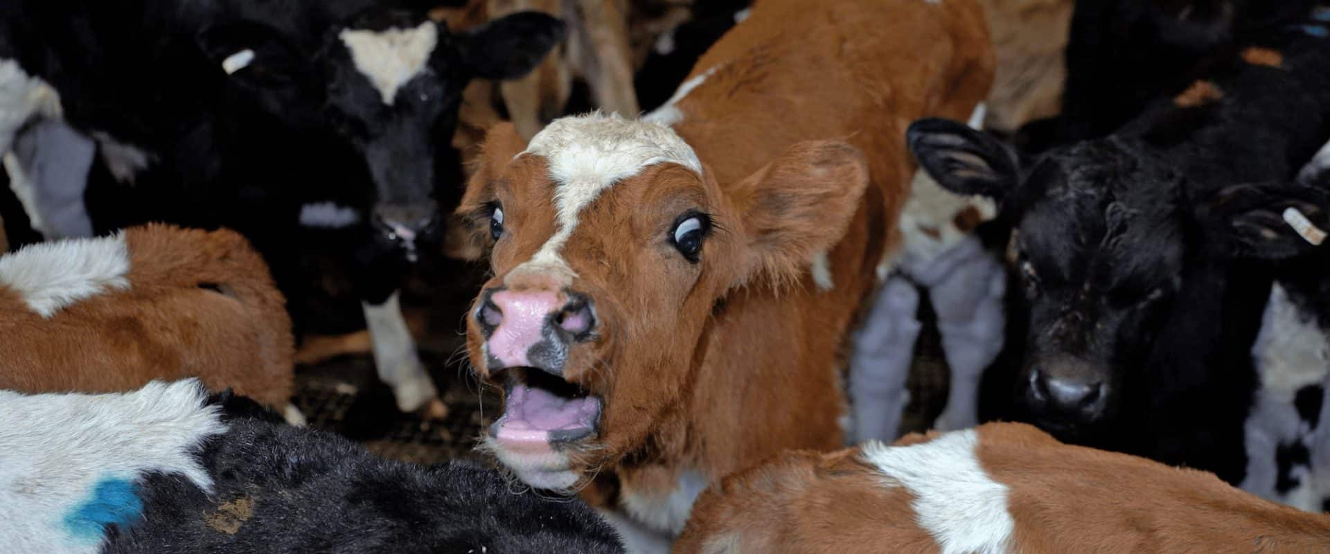 cruelty.farm