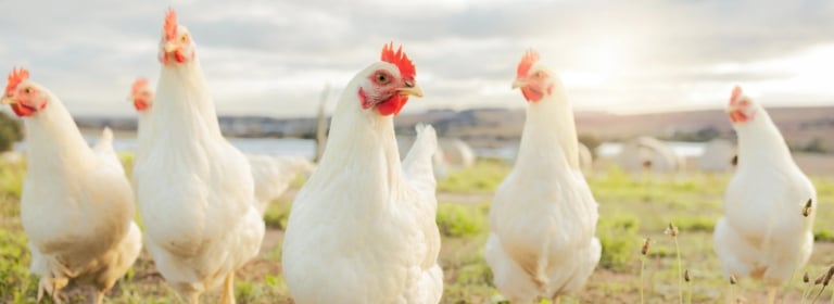 صنعت مرغداری و سلامت انسان: رنج حیوانات، خطرات تغذیه‌ای و راهکارها