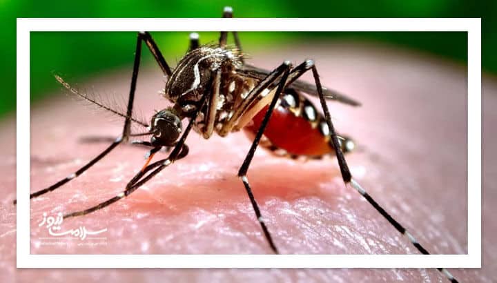 زنگ خطر پشه آئدس؛ وزارت بهداشت خواستار بسیج ملی برای پیشگیری از تب دِنگی شد