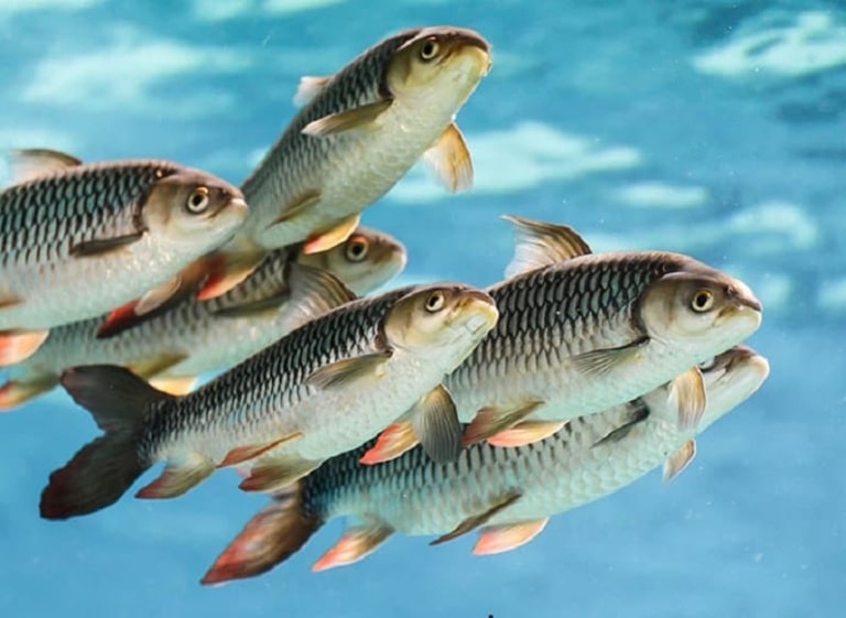چرا ماهی‌ها در آبزی‌پروری رنج می‌کشند؟