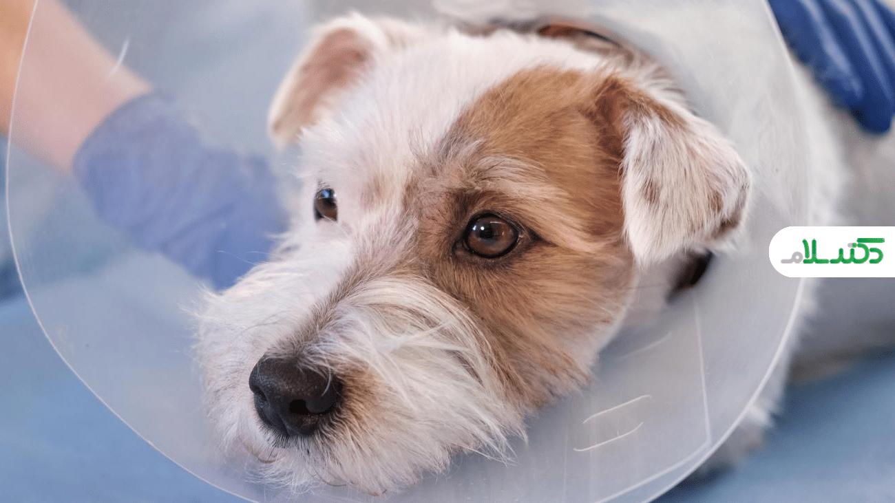 افسردگی و اضطراب در سگ‌ها