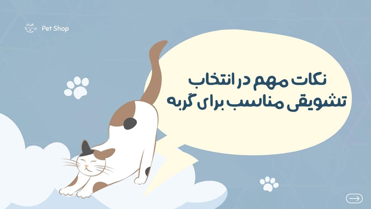 نکات مهم در هنگام انتخاب تشویقی برای گربه