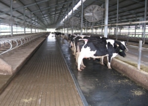 استرس مزمن در گاوهای شیرده و تاثیر آن بر ترکیب شیر