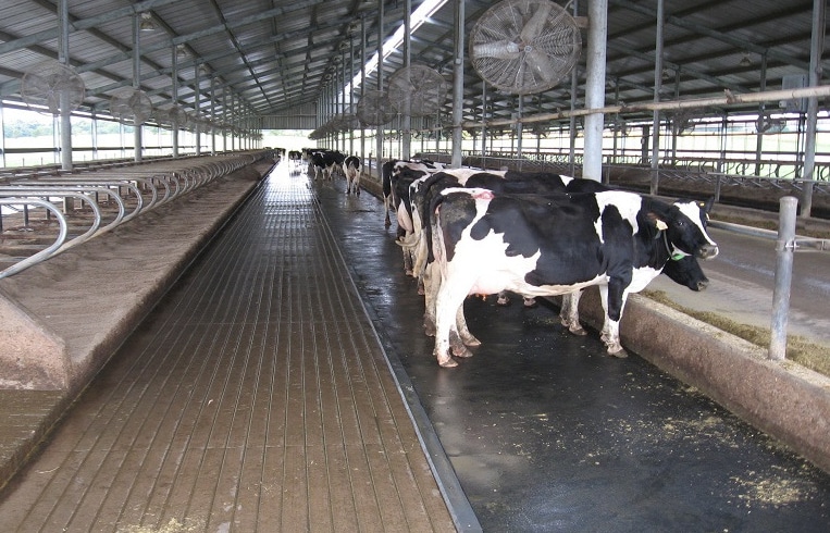 استرس مزمن در گاوهای شیرده و تاثیر آن بر ترکیب شیر