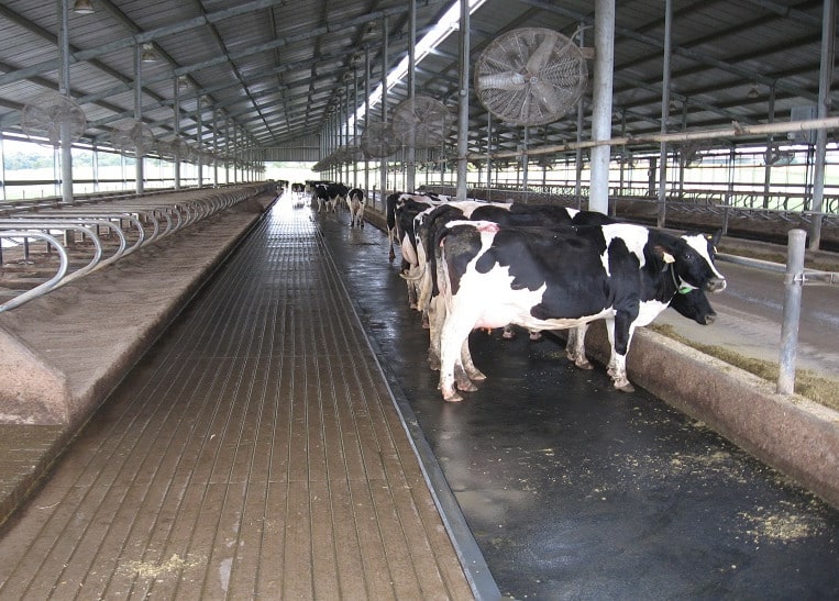 استرس مزمن در گاوهای شیرده و تاثیر آن بر ترکیب شیر