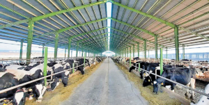 چرا دامداری هوا را آلوده می‌کند؟ مضرات مصرف محصولات حیوانی و مزایای منابع جایگزین گیاهی