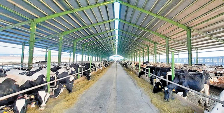 چرا دامداری هوا را آلوده می‌کند؟ مضرات مصرف محصولات حیوانی و مزایای منابع جایگزین گیاهی