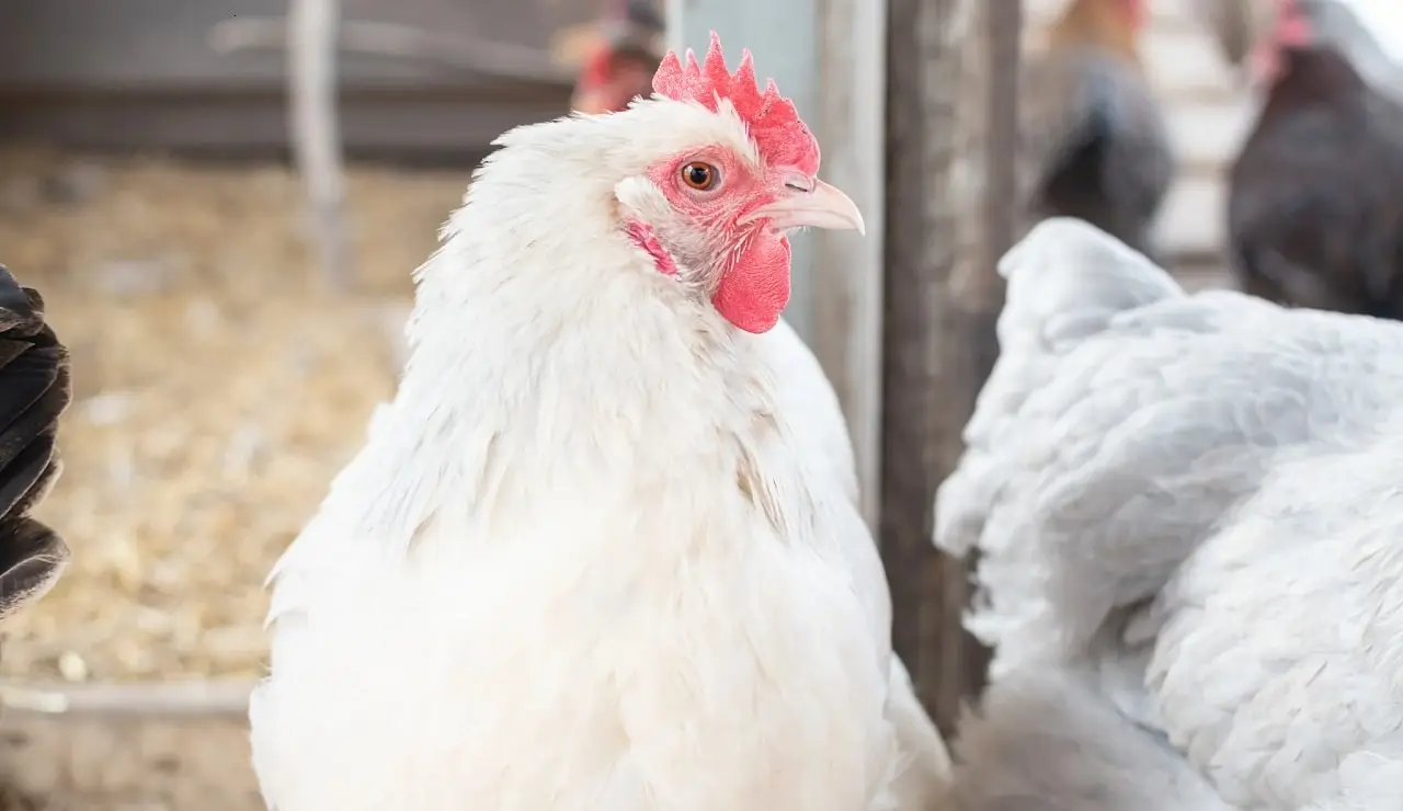 ef2c268f 9979 44bf 808d 9deab186ea55